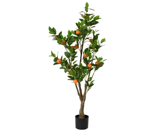 Orangenbaum im Topf SUMMER