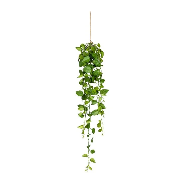 Grünpflanze im Topf PHILODENDRON