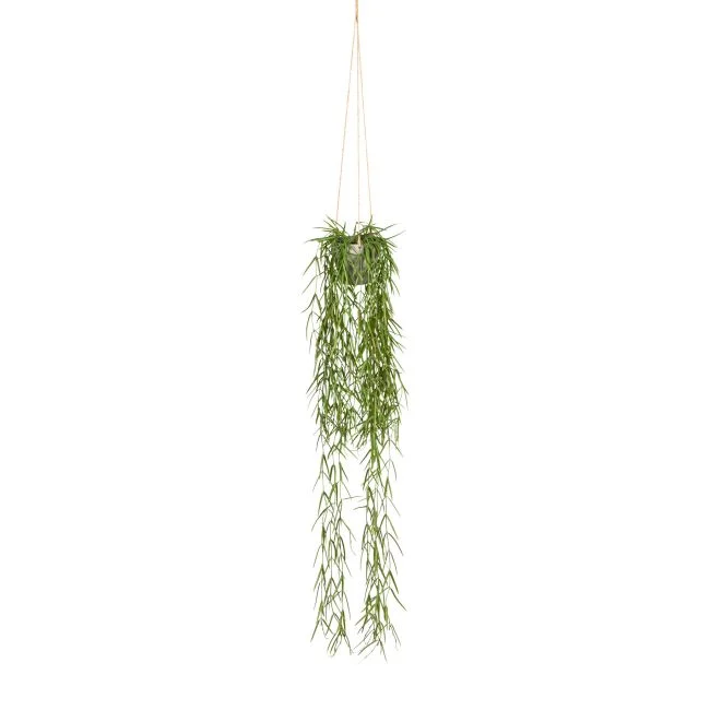 Grünpflanze im Topf TILLANDSIA